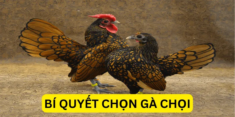 bi-quyet-con-ga-choi