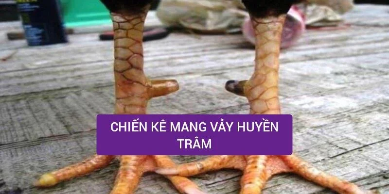 chien-ke-mang-vay-huyen-tram