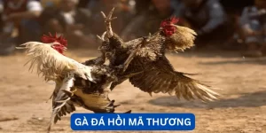 da-hoi-ma-thuong-la-gi