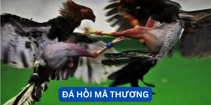 da-hoi-ma-thuong