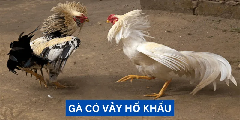 ga-co-vay-ho-khau