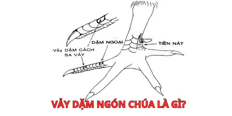 vảy dặm ngón chúa là gì