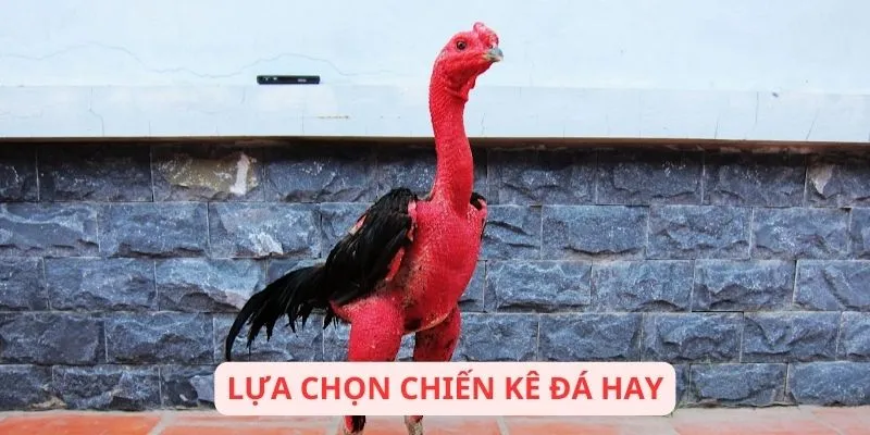 lua-chon-chien-ke