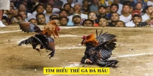 tim-hieu-the-ga-da-hau