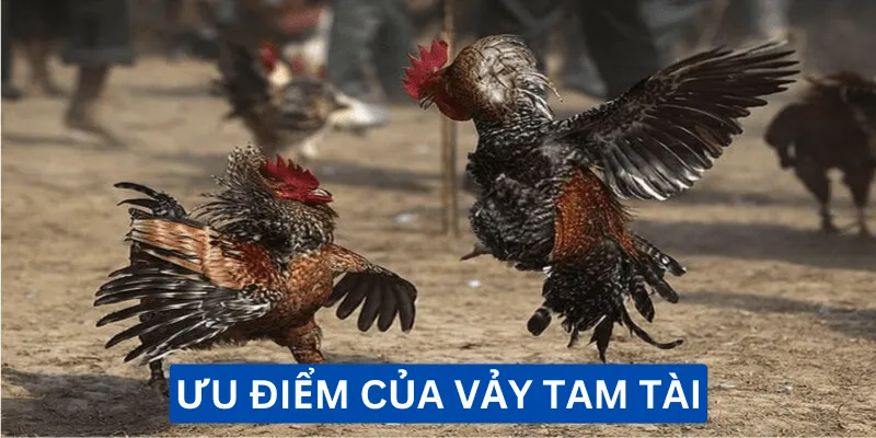 uu-diem-cua-vay-ga -quy