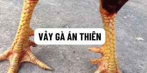 vay-ga-an-thien