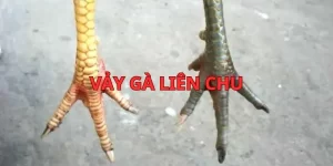 vay-ga-lien-chu