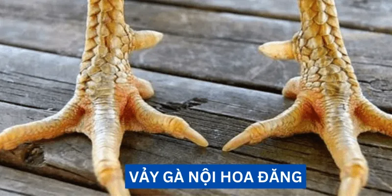 vay-ga-noi-hoa-dang