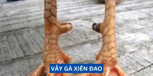 vay-ga-xien-dao