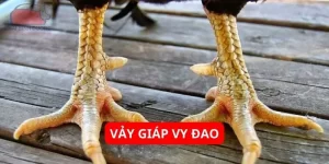 vay-giap-vy-dao