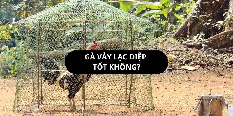 vay-lac-diep-tot-khong