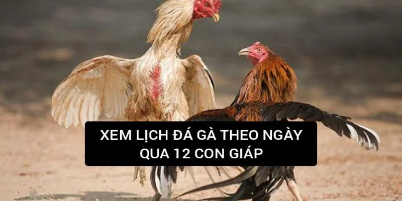 xem-lich-da-ga-theo-ngay-12-con-giap